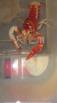 Miru Adigina Raghu Ram Raja🦐🦞🦂🫶 #raghuramraja #crayfish #telugu #funny #rudra #trending #viralshort