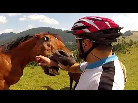 Exploring Crazy Animals Caught Doing Hilarious Things With Human🤣