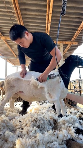 Shearing Thick Wool from Sheep with Electric Clippers