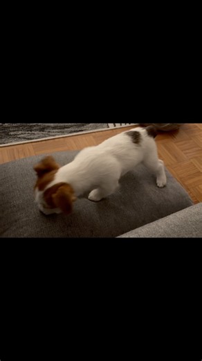 Treasure hunter 🐶🩷 How cute can puppy be? Just watching this relief’s stress 100% 🩷