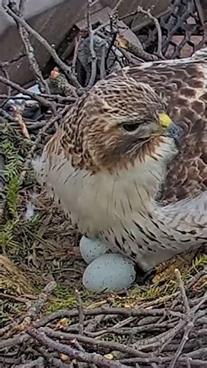 Red-tailed Hawks Reveal Their Eggs During Breezy Morning Incubation Switch