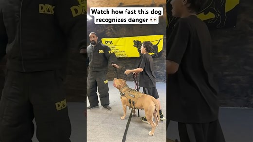 This dog spotted trouble and reacted with incredible speed