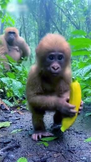 Gorilla Attack Turns Into Gratitude