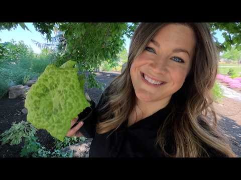 Planting Three Varieties of Shade Perennials! 💚🌿💚 // Garden Answer