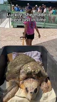 Pt 1 New Loggerhead patient arrives at The Turtle Hospital covered in barnacles 🚑🐢