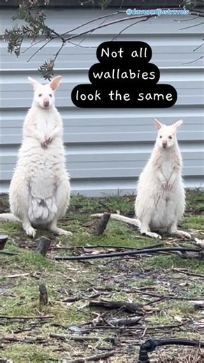 Have You Ever Seen a White Wallaby? 🤍🦘