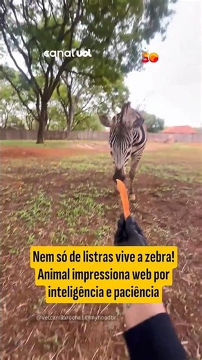 Nem só de listras vive a zebra! Animal impressiona web por inteligência e paciência
