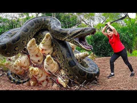 Harvesting Giant Python Guarding Yam & Go to Market Sell | Giant Python lurking | Lý Thị Hằng