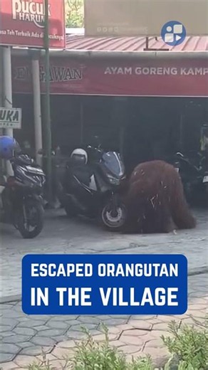 Orangutan escapes zoo and roams through Indonesian village 🦧