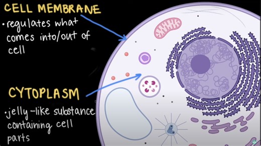 Cell parts and their functions