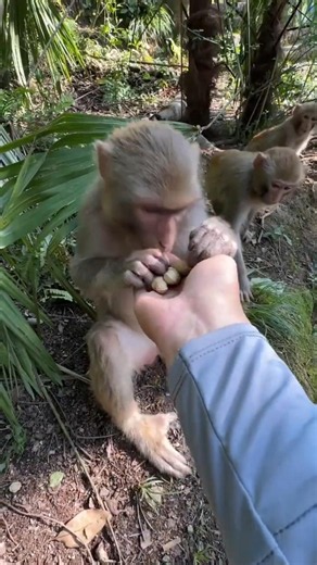 Monkey Hero Removed the Stick All by Himself – Such a Smart and Kind Monkey! 🐒❤️