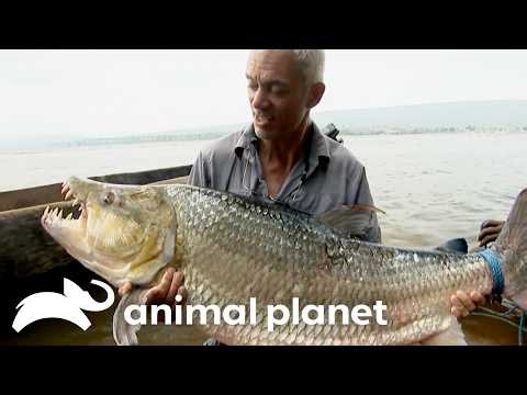 Africa's Deadliest River Creatures | River Monsters | Animal Planet