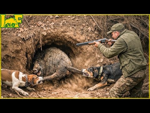 How Hunting Dogs Battle Thousands of Wild Boars in Winter? - Wild Boar Hunting