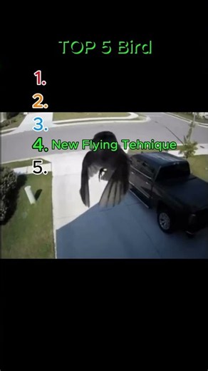 Top 5 Bird #edit #tiktok #funny #foryou
