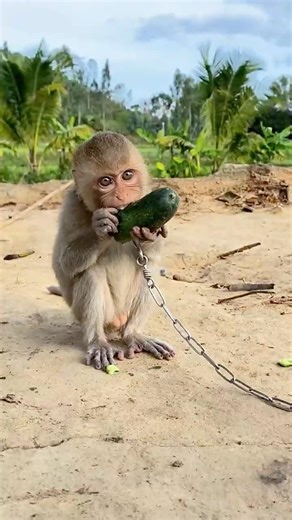 Monkeys with "Weak Hearts" Face Tiny Millipedes #shortvideo #viralshorts #viralvideo #funny #cute