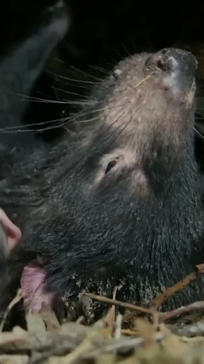 Tasmanian Devil Mating: Bizarre, Intense, and Days-Long! #shorts