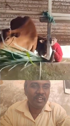 mattum kuraguku ulla nattpu Monkey #Cow #AnimalFriendship #AnimalLove #CuteAnimals #Wildlife
