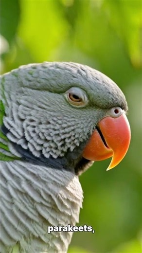 These Parrots Build an Entire Neighbourhood in One Tree! 🦜