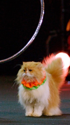 they expected a dog show... but got CATS instead! 🐈
