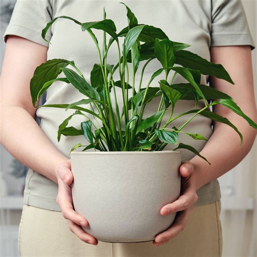 What to do with a peace lily in April – 5 easy spring tasks