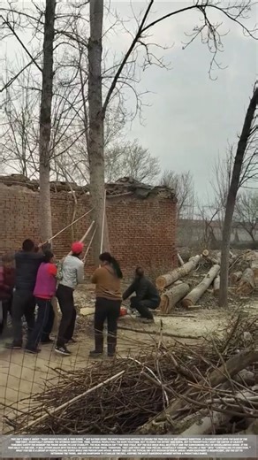 Multiple people pulling ropes to work together at the tree felling site