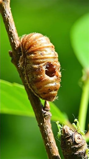 The First Day of a Praying Mantis 😱