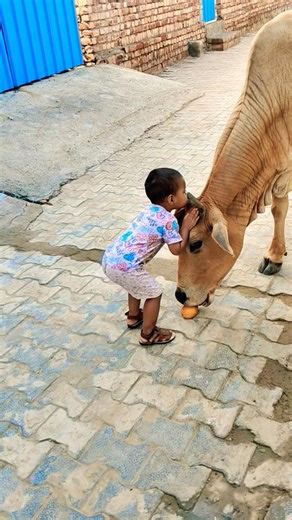 Meri gaiya aati hai mujhko doodh pilati hai #merigaiyaaatihai #cowvideos #gaiyamerigaiya #cow #cows