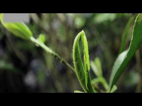 Tea The Story of a Leaf