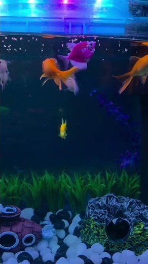 Why is this fish eating like it’s STARVING?! 😳🐟