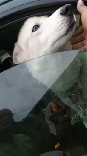 dec 17-2017 meeting Pete the Wolf so amazing this man saves wolves and has a lot about wolves 🤯