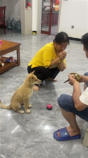 The puppy watched from the side and understood that pressing the bell would earn a reward 😂