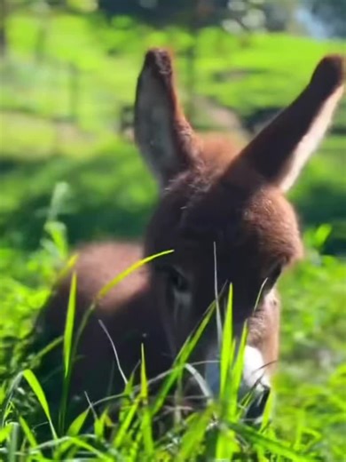 Adorable Little Donkey Jumping in the Grassland