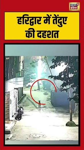 हरिद्वार में तेंदुए की दहशत | #uttarakhand #breakingnews #cctv #viralvideo #shorts