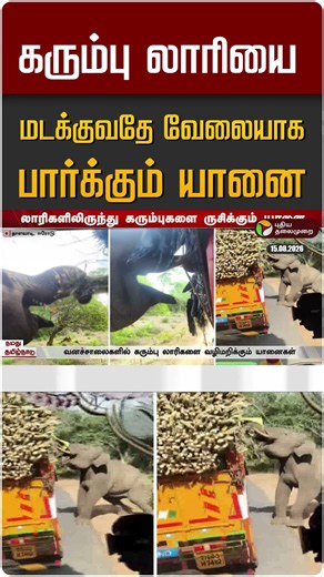 கரும்பு லாரியை மடக்குவதே வேலையாக பார்க்கும் யானை #shorts