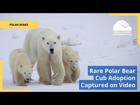 Rare Polar Bear Cub Adoption Captured on Video
