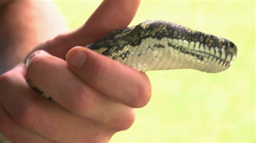 Python Takes Three Hours to Wake Up After Surgery to Remove a Marble Egg