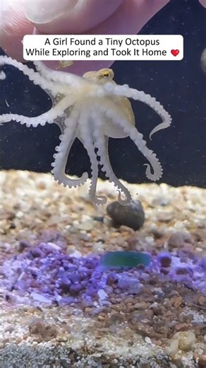 This Poor Baby Octopus Was Given a Second Chance at Life. #octopus #animalshorts