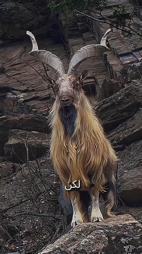 How Ibex Goats Climb Vertical Cliffs So Easily 🤯