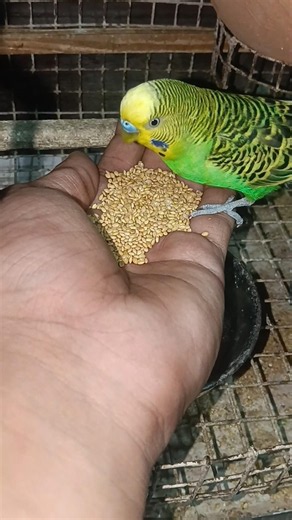 day237 budgies sound s chirping and Trust+Love+My Hand = Beautiful Moment 🥰#birds #parrot #parakeet
