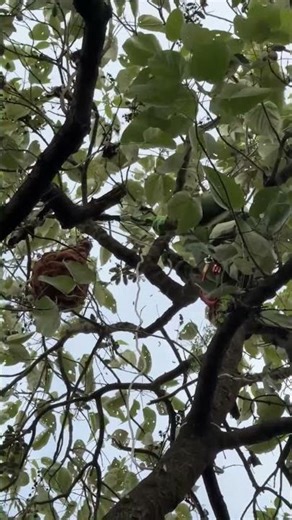 #gianthornets #wildliferescue #hornetnestremoval