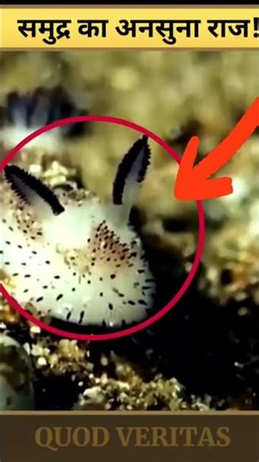 Are Aliens Already Here? The Mystery of the Deep Sea 👽🌊