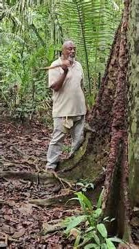 Highlights of visiting the Amazon in Brazil.