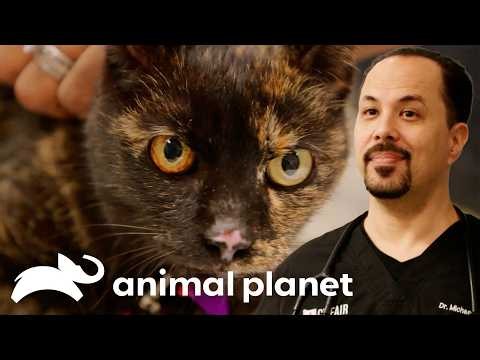 Animal Care 101 | The Vet Life | Animal Planet