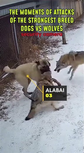 Ranking | THE MOMENTS OF ATTACKS OF THE STRONGEST BREEDDOGS VS WOLVES #animals #attack #shorts