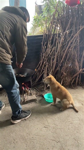 Such little dogs will never be hungry