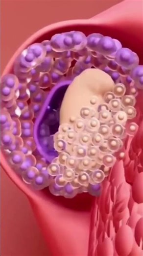 The Miracle of Life From Ovulation to a Developing Embryo 🤰✨ Understanding Fertility