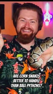 Which species is the BEST beginner snake? Find out in the full video! #snake #reptiles #ballpython