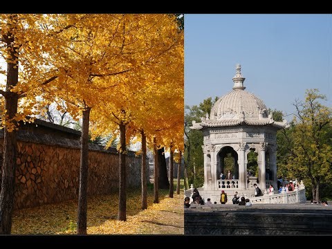 2025 秋 中國 北京 高鐵之旅 銀杏下的圓明園 王府井步行街 夜幕下的鳥巢水立方 Autumn Beijing Beautiful Ginkgo inside Yuanmingyuan