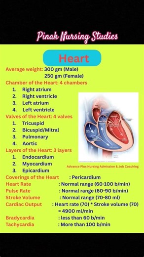 Heart anatomy and physiology