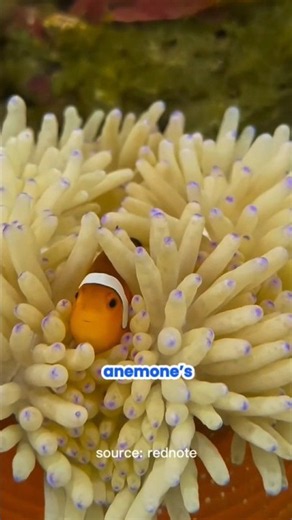 This Tiny Clownfish Has the Most Unique Home in the Ocean! 🐠🌊 #shorts #fishworld